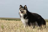 CHIEN FINNOIS DE LAPONIE 620